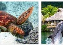Tahiti Animals